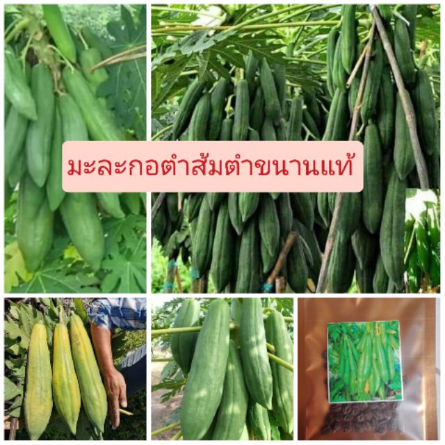 เมล็ดพันธุ์มะละกอครั่งต้นเตี้ย ลูกดก (สั่ง3ซอง แถม 1 สั่ง5 แถม2 คละได้ทั้งร้าน)