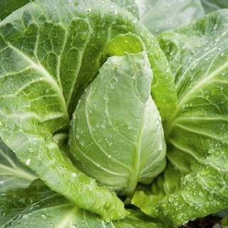 กะหล่ำปลีหัวใจ Pointed Cabbage