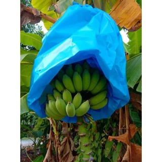 ถุงห่อเครือกล้วย เนื้อถุงสีฟ้า แพคละ 14 ใบ 60 บาท