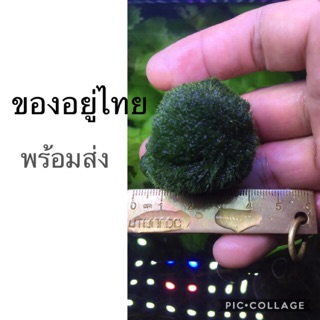 สาหร่ายมาริโมะญี่ปุ่น