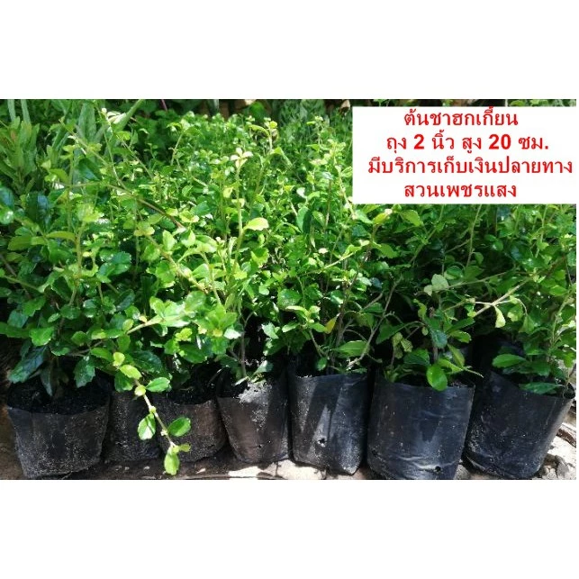 ต้นชาฮกเกี้ยน ชุด 20 ต้น(ใน1ถุงชำมี2-3กิ่ง) ราคา 99 บาทค่ะ