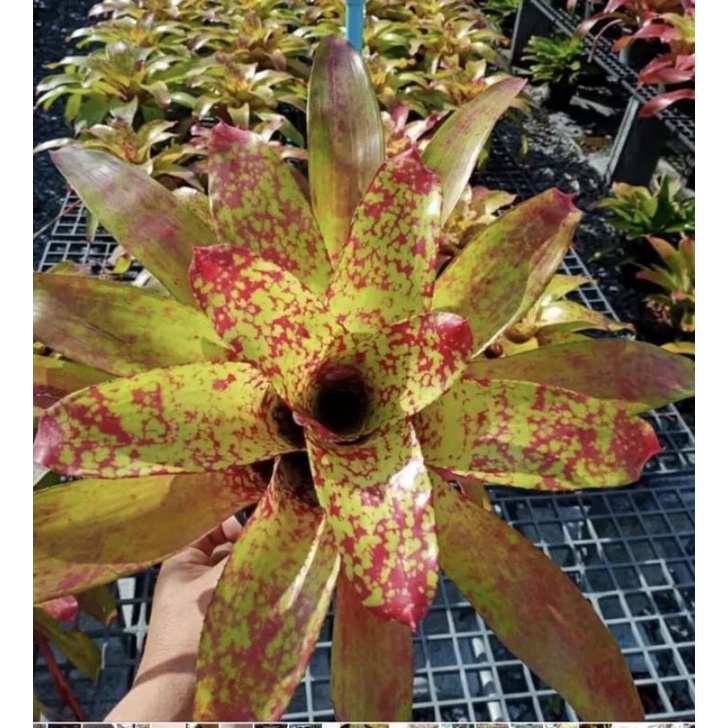 หน่ออวบๆ-นีโอไฮบริดใบจุดสีส้ม Neo Hybrid #สับประรดสี # Bromeliad #ต้นไม้สวยงาม