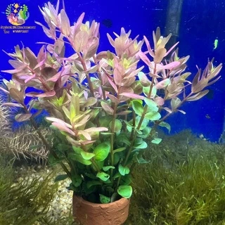 ลด20% โค้ด MTRPDSEP9 | เกล็ดหอยชมพู/โรทาลาชมพู พร้อมกระถาง(Rotala sp. ‘Pink’)💧🌱🐠