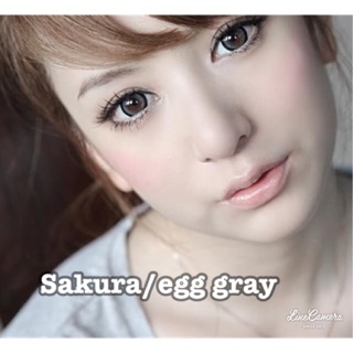 คอนแทคเลนส์ลาย sakura / egg สีเทา และ น้ำตาล