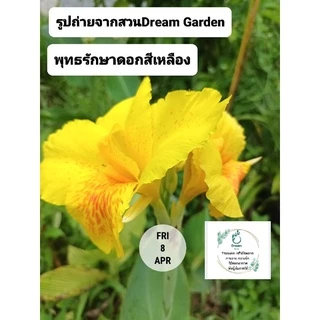 ถูกที่สุด🌷หน่อพุทธรักษา ไม้ดอกทนแดด ไม้ดอกสีสดใส ออกดอกทั้งปี ดูแลง่าย