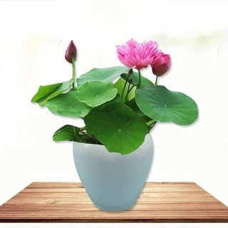 เมล็ดบัว เมล็ดบัวจิ๋ว ของแท้ 100% ดอกดกทั้งปี เมล็ดพันธ์ุบัวพันธุ์แคระ พันธุ์เล็ก ดอกบัว ปลูกบัว เม็ดบัว สวนบัว