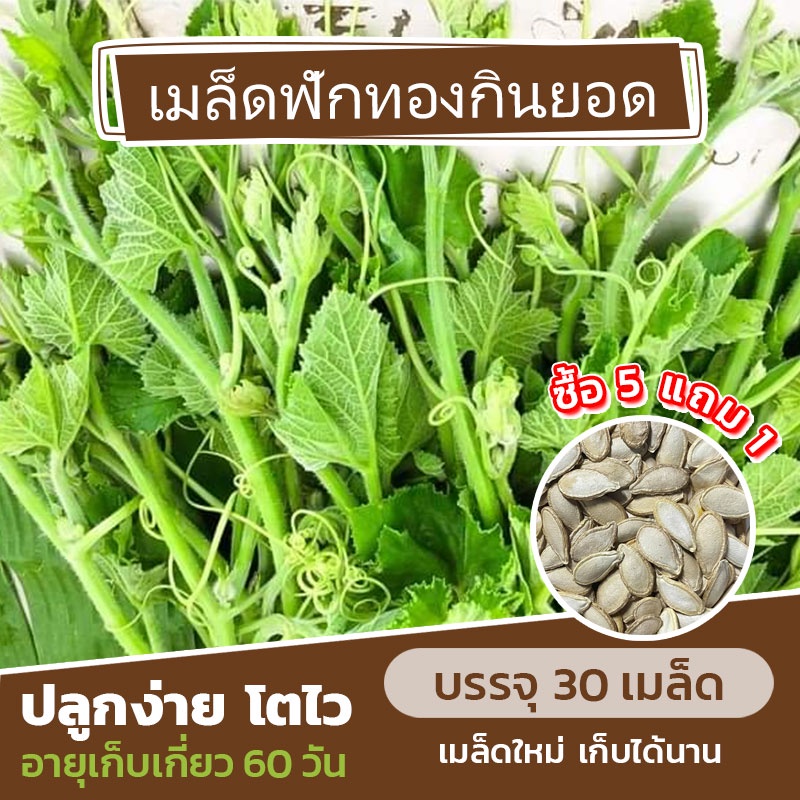 เมล็ดพันธุ์ ฟักทองกินยอด แบ่งขาย 30 เมล็ด (ซื้อ 5 แถม 1)✨ – โปรปัง
