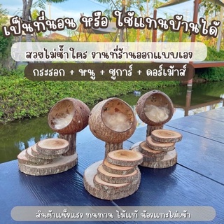 บ้านกะลา ตกแต่งแนวไม้มีบันไดในตัว ใช้กับสัตว์ได้ทุกสายพันธุ์ //บ้านแฮมเตอร์