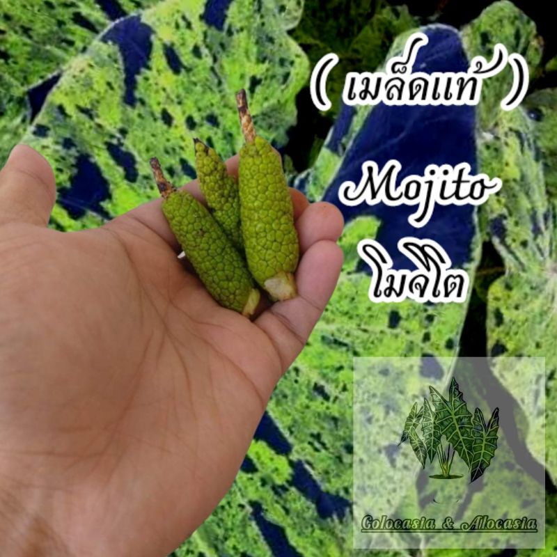 เมล็ด colocasia mojito เมล็ดโมจิโต แท้100%