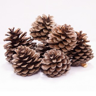 ลูกสน แทะลับฟัน pine cones หรือตกแต่งกรง สำหรับกระรอก ชูการ์ไกลเดอร์ สัตว์ฟันแทะ