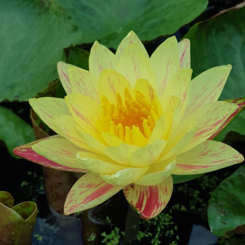 บัวปารณีย์ สีเหลืองกลีบดอกมีกระสีแดง ต้นใหญ่ แต่อาจมีหรือไม่มีดอกติดไปด้วย จัดส่งแบบลำต้นล้างรากพร้อมปลูก