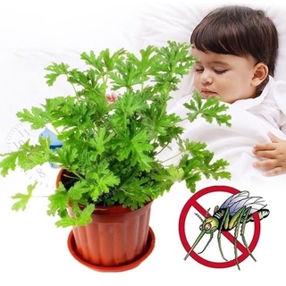 （อัตราการปลูกสูง）ปลูกง่าย ปลูกได้ทั่วไทย 100pcs Mozzie Buster Home Garden Indoor Mosquito Repellent Grass Seeds Flower S