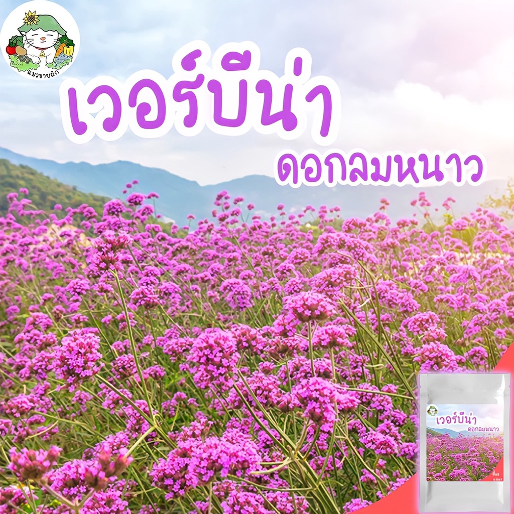 เมล็ดพันธ์ุ ดอกเวอร์บีน่า Verbena 200 เมล็ด ปลูกง่าย ไม่กลายพันธุ์ นำเข้าจากต่างประเทศ