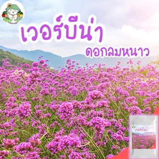 เมล็ดพันธ์ุ ดอกเวอร์บีน่า Verbena 200 เมล็ด ปลูกง่าย ไม่กลายพันธุ์ นำเข้าจากต่างประเทศ