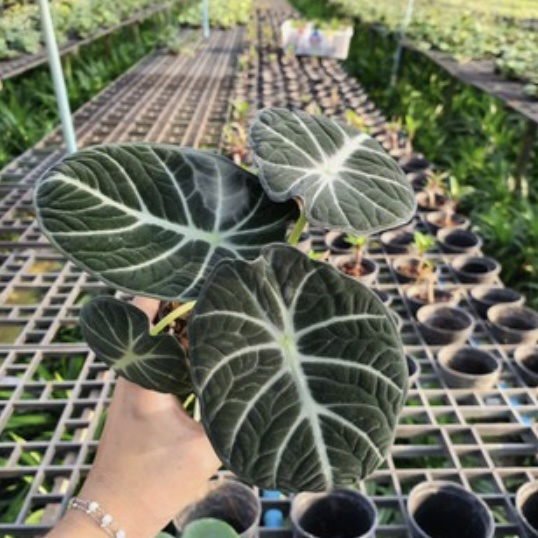 มุมมอง 2