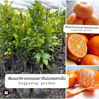 ต้นส้มเมอร์คอทแมนดาริน (Murcott Mandarin Orange)