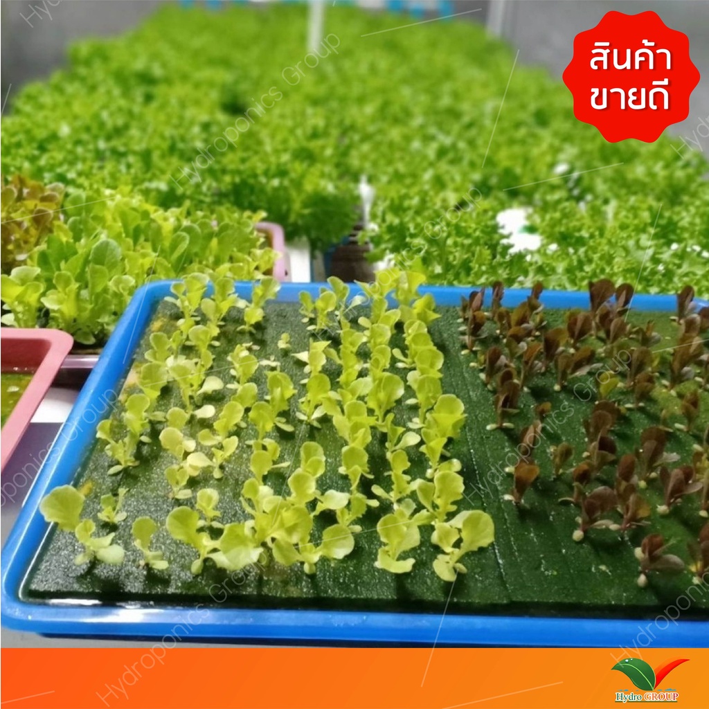 ฟองน้ำปลูกผักไฮโดรโปนิกส์คุณภาพดี  5  แผ่น by hydroponicgroup ราคา ถูกที่สุด ดีลบีเคเค แกลเลอรีภาพที่ 6