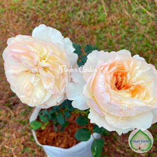 Flower Garden F414 กุหลาบ Heritage (เฮอริเทจ)/ กิแลง ดอกหอมแรง กุหลาบอังกฤษ