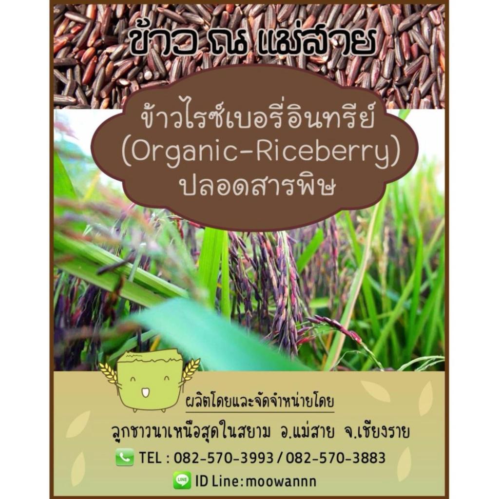 (ของแถม) ข้าวไรซ์เบอรี่ by ข้าว ณ แม่สาย (4 Pack)ของแถม) ข้าวไรซ์เบอรี่ by ข้าว ณ แม่สาย (4 Pack)