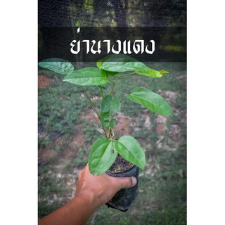 ย่านางแดง เครือขยัน ต้นพร้อมเลื้อย น้องอยากโต รับไปดูแลแล้วน้องจะแทนคุณท่านเอง