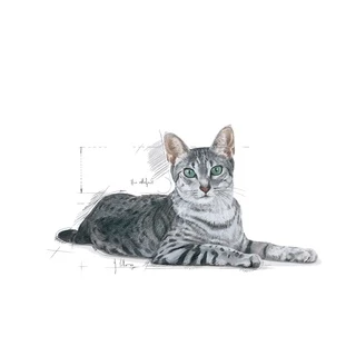Royal Canin Home Life INDOOR 7+ 1.5KG สำหรับแมวอาศัยในบ้านอายุ 7ปีขึ้นไปขึ้นไป Exp:10/27