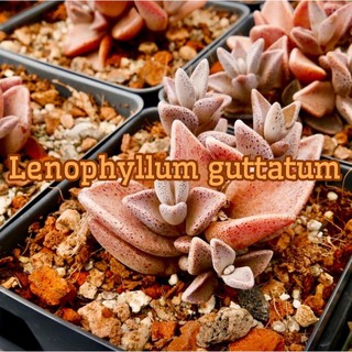 Lenophyllum guttatum 50pcs.89.-