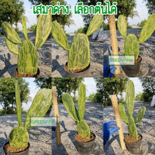 เสมาด่าง     opantia Cactus แคคตัส กระบองเพชร ไม้อวบน้ำ หูกระต่าย ตีนผี​ เสมา โอพันเทีย โอพันเทียด่าง ตอด่าง