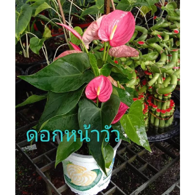 My Image 75