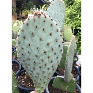 opuntia basilalis ดอกสีชมภู แพดตัดสด