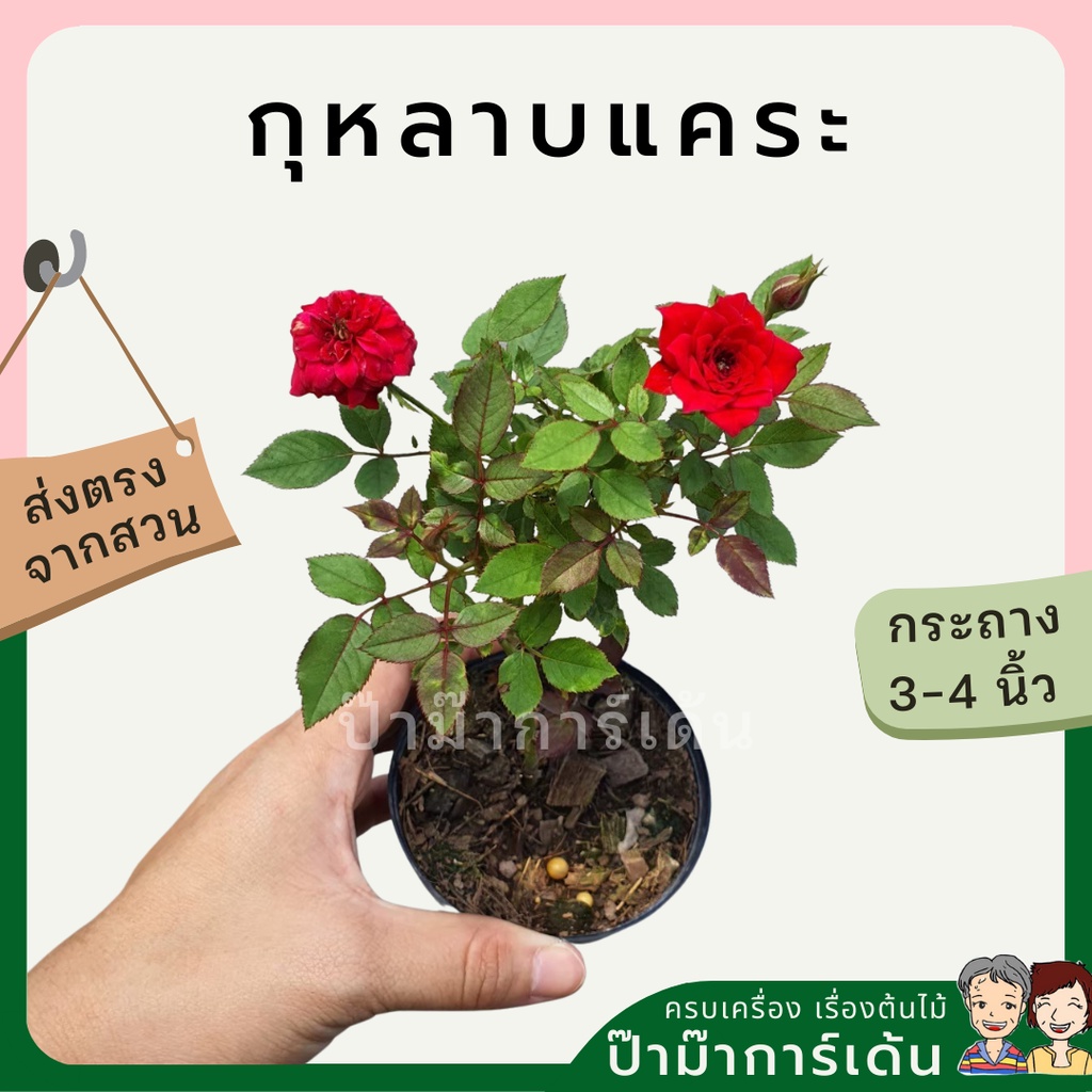 ต้นกุหลาบแคระ เป็นไม้แดด ดอกหอม ต้นขนาดเล็ก