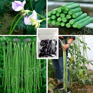 （เมล็ดพันธุ์ ถูก คละ）เมล็ดพันธุ์ถั่ว3ฟุต 15เมล็ด ถั่วฝักยาว3ฟุต Yard Long Bean XCAU