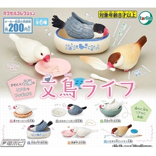 (ยกชุดพร้อมส่ง) Gachapon กาชาปองนกกระจอกญี่ปุ่น Java Sparrow Life โมเดลนก