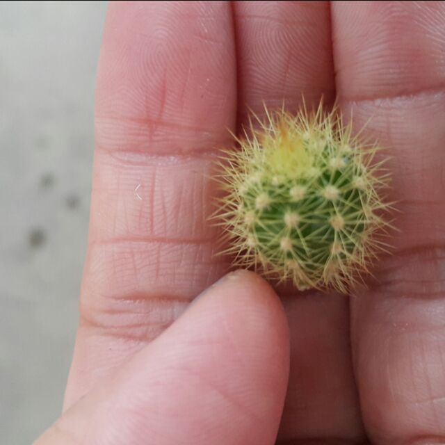 กระบองเพชร แคสตัส ไม้อวบน้ำ หน่อดาวล้อมเดือน  castus แคคตัส