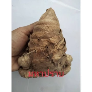 ว่านมหาปราบ1เหง้าใหญ่(M) ปัดเป่าคุ้มภัยคงกระพันชาตรี สมุนไพร ไม้มงคล หัวว่านมหาปราบ