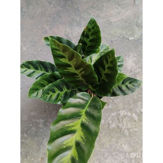 Calathea Albertii Indoor/Outdoor Plant儿童/种子/文胸/帽子/玫瑰/鲜花/头饰/向日葵/苹果/香菜//กุหลาบ I3LY