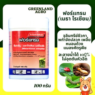 💥THAIGREENAGRO ฟอร์แทรน (เมธาไรเซียม)💥จุลินทรีย์ชีวภาพกำจัดปลวก เพลี้ย หนอนด้วง แมลงศัตรูพืช