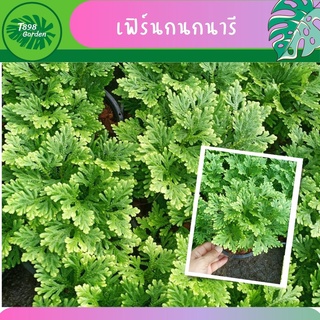 เฟิร์นกนกนารี ต้นเฟิร์น ขนาดกระถาง 5 นิ้ว