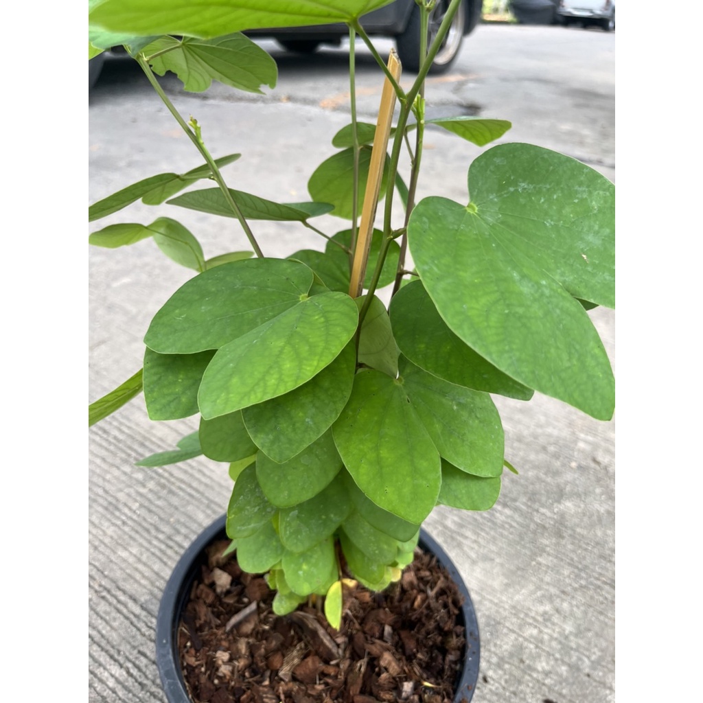 มุมมอง 4