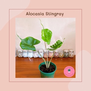 อโลคาเซีย “หางกระเบน”(สติงเรย์)-Alocasia “Stingray” ไม้นำเข้า ไม้สะสม