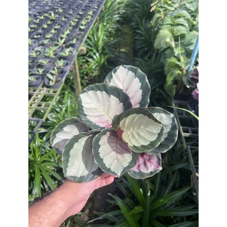 คล้าโรซี่ Calathea Rosy กระถาง 5 นิ้ว