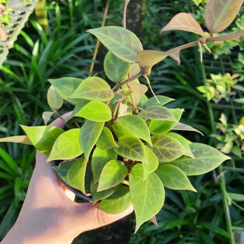 มุมมอง 2