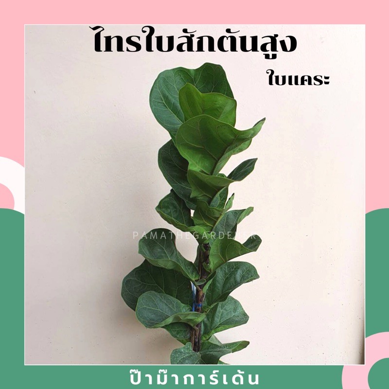 มุมมอง 3