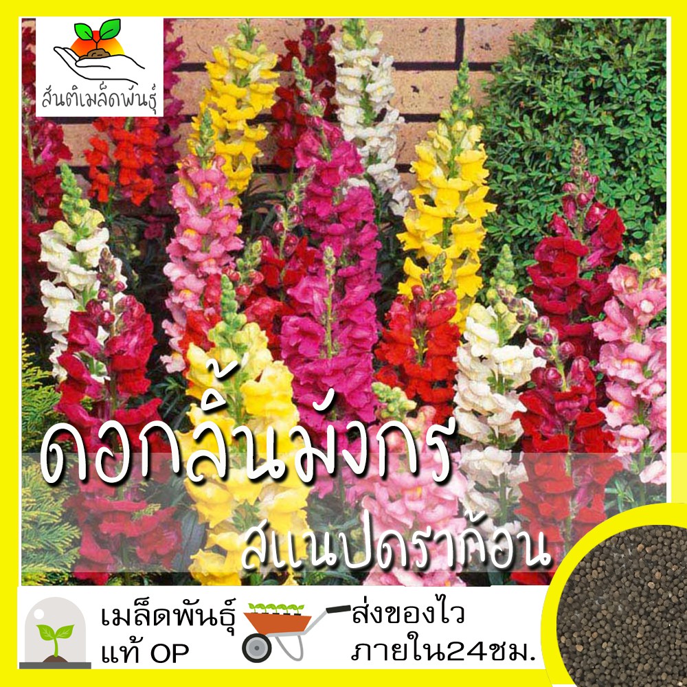 เมล็ดพันธุ์ ดอกลิ้นมังกร สแนปดราก้อน 1000 เมล็ด Snapdragon Flower เมล็ดพันธุ์แท้ นำเข้าจากต่างประเทศ ปลูกผัก สวนครัว