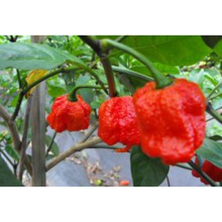 เมล็ดพันธุ์ พริกแคโรไลนา รีพเปอร์ (Carolina Reaper)  อันดับ1พริกเผ็ดที่สุดในโลก    ราคา ซองละ 59 บาท