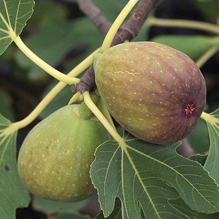 10 เมล็ด เมล็ดมะเดื่อฝรั่ง Figs สายพันธุ์ BrunSwick (บันสวิค) มะเดื่อฝรั่ง หรือ ลูกฟิก