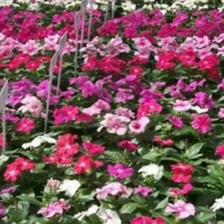 200เม็ด/ซอง เมล็ดแพงพวยฝรั่งคละสีปลูกง่ายมากทนทานสีสันเข้มสวยงามพุ่มเตี้ย