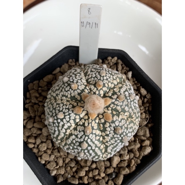 Astrophytum asterias super(แคคตัส แอสโตรไฟตัม ซุปเปอร์ ไม้เมล็ด)