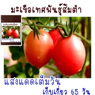 50 เมล็ด เมล็ดพันธุ์มะเขือเทศส้มตำ (สีดา)