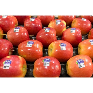 20 เมล็ด เมล็ดแอปเปิ้ล สายพันธุ์แจ๊ส (Jazz Apple)  Apple seeds