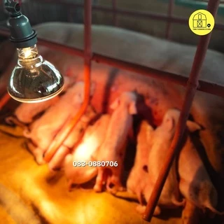 หลอดไฟอินฟาเรด กกสัตว์เลี้ยง 250วัตต์ [ขาวหนาแสงส้ม] แสงสีวอม E27 infrared bulb1